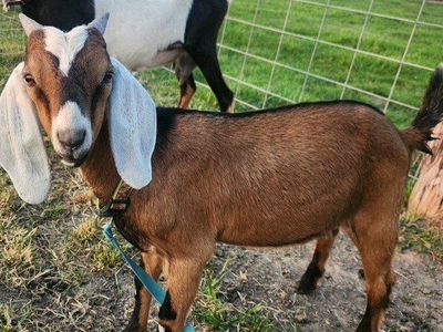 Purebred ADGA Nubian buck