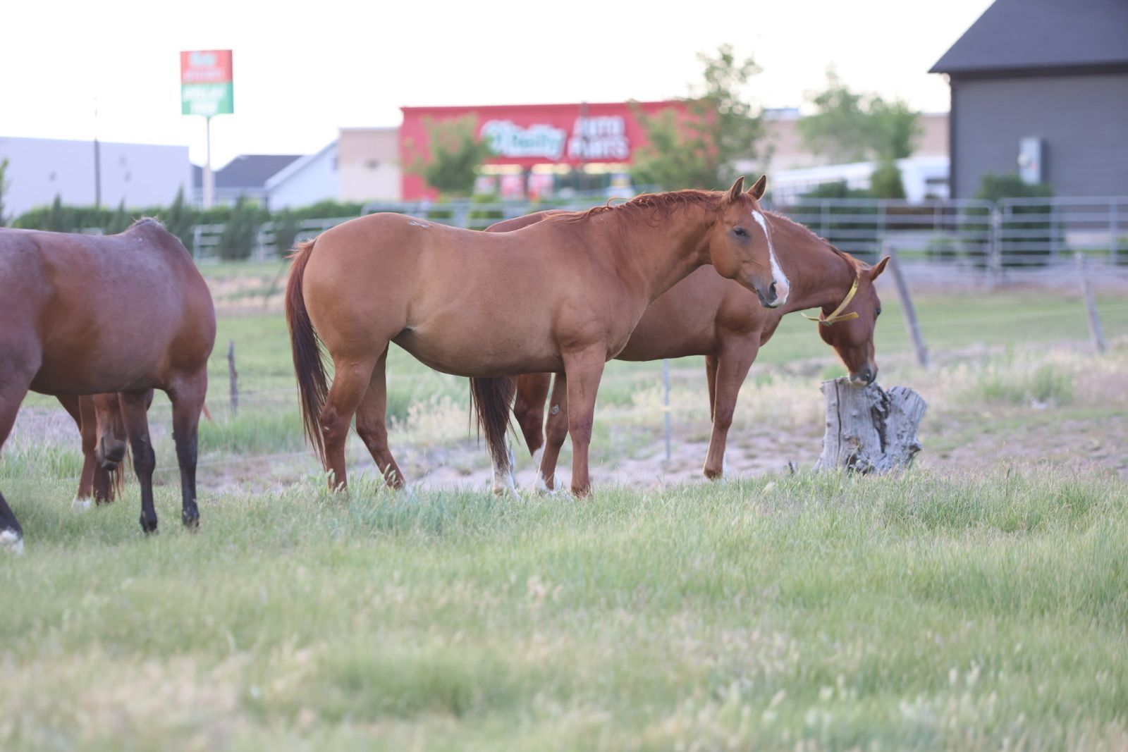 AQHA BROODMARES EXPOSED FOR 2027 FOAL