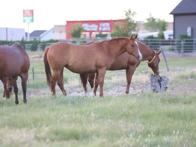 AQHA BROODMARES EXPOSED FOR 2027 FOAL