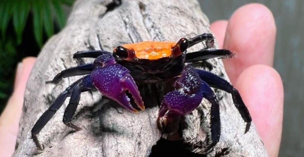 Black Leg Vampire Crab