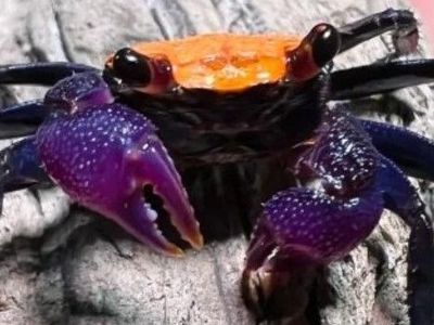 Black Leg Vampire Crab