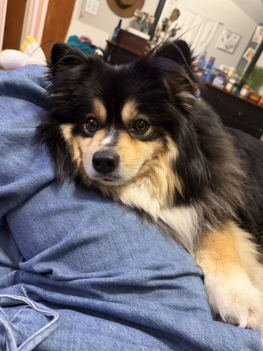 Lovable 4.5-5 Year Old Male Pomsky - Neutered, Vaccinated, House-Trained & Great with Kids/Pets