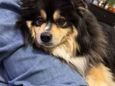 Lovable 4.5-5 Year Old Male Pomsky - Neutered, Vaccinated, House-Trained & Great with Kids/Pets