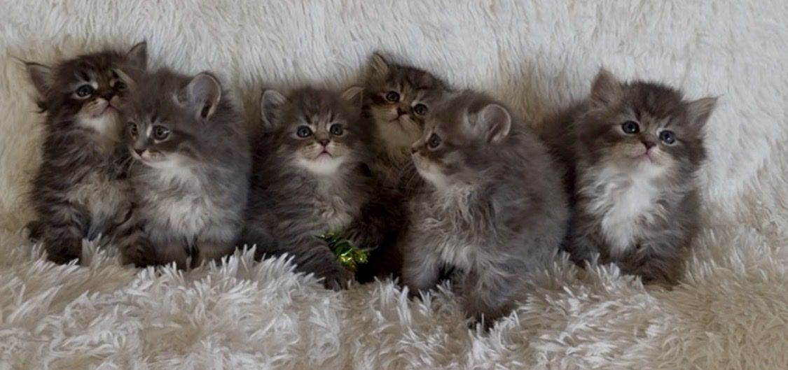 ️Beautiful Siberian kittens️
