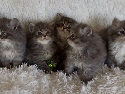 ️Beautiful Siberian kittens️
