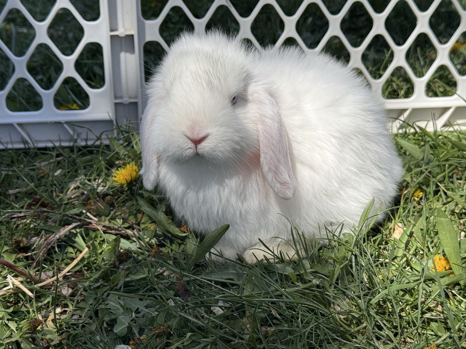 Purebred Holland Lop  Bunnies