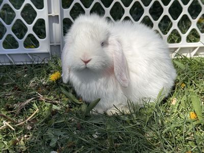 Purebred Holland Lop Bunnies