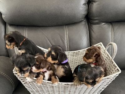 Yorkie Puppies