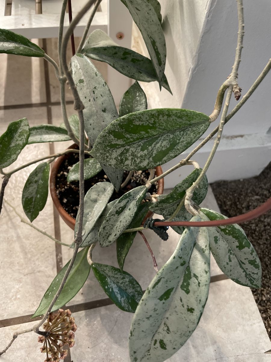 Main image 4