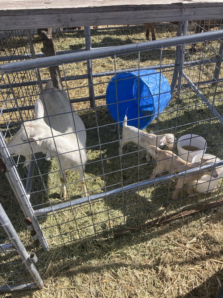 Saanen nanny with Boer cross twins