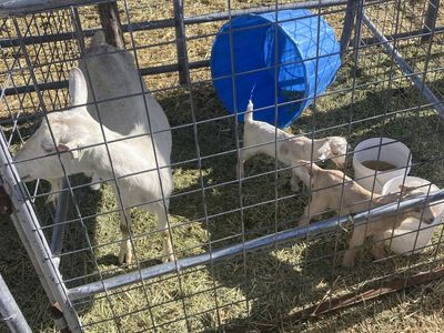 Saanen nanny with Boer cross twins