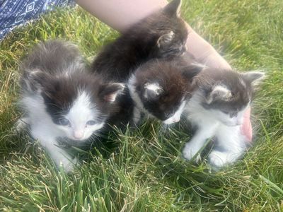 Kittens