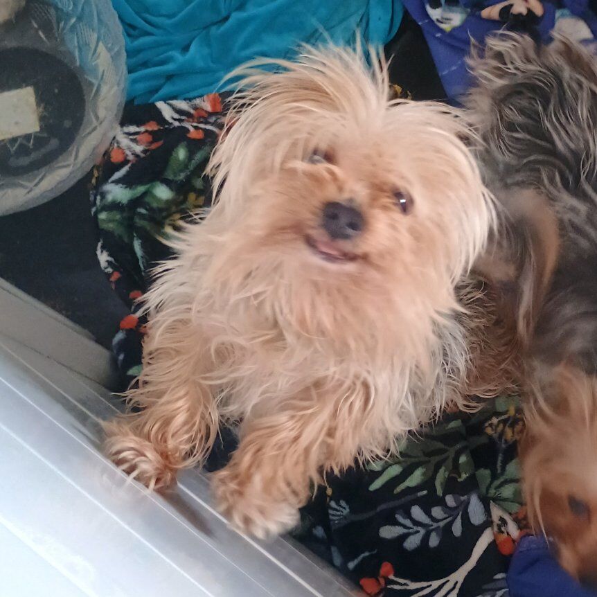 AKC miniature Yorkie