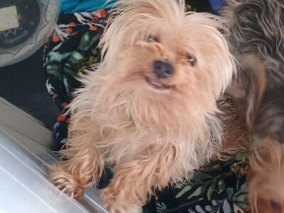 AKC miniature Yorkie