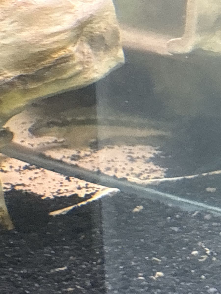 Chinese Algae Eater
