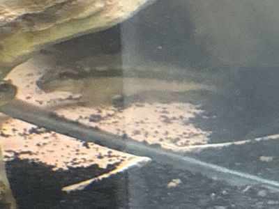 Chinese Algae Eater