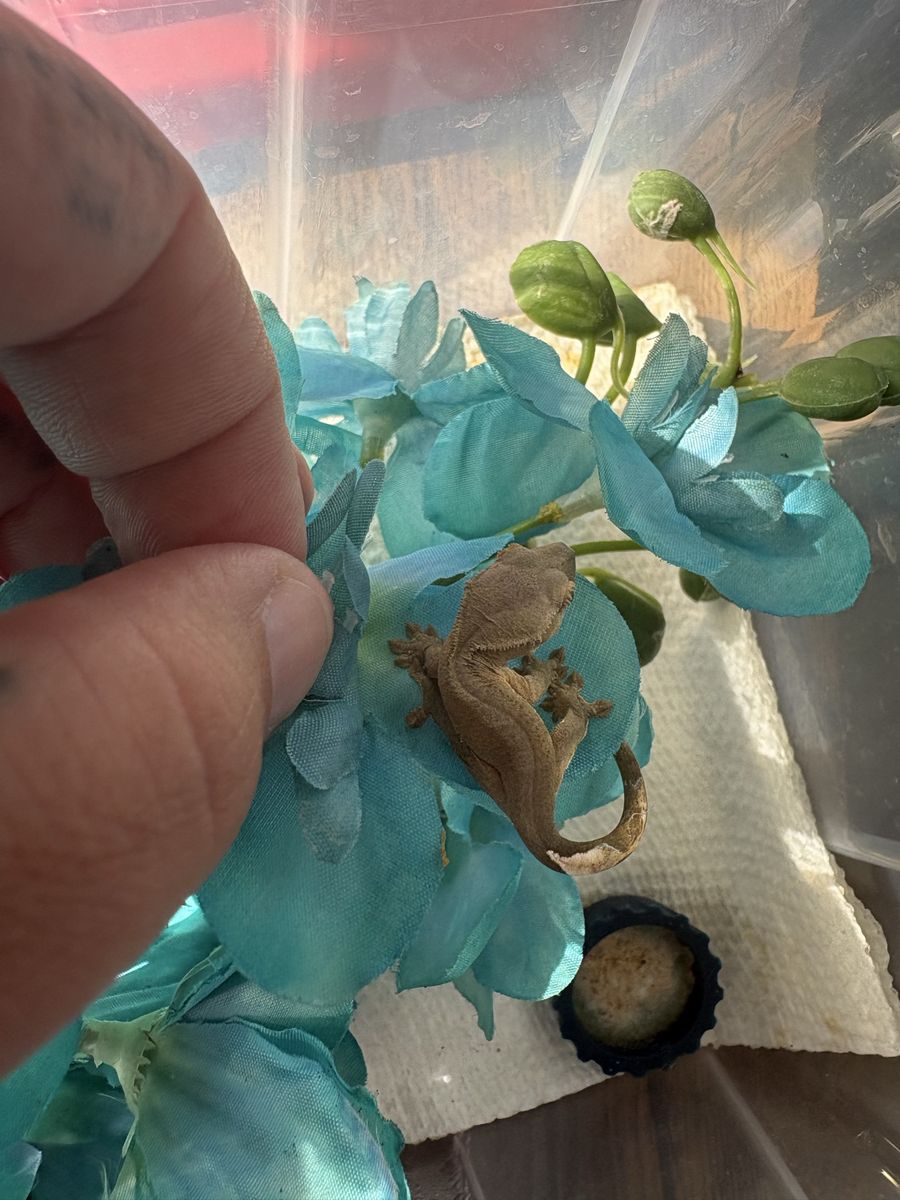 Hatchlings ready for homes Monday!