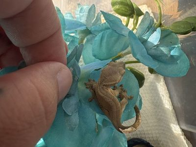 Hatchlings ready for homes Monday!