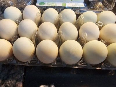Duck & Chicken Eggs for Sale