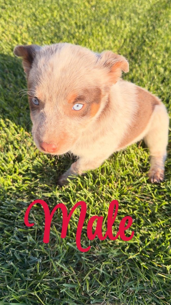 Toy Aussie/mini heelers