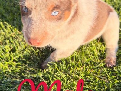 Toy Aussie/mini heelers