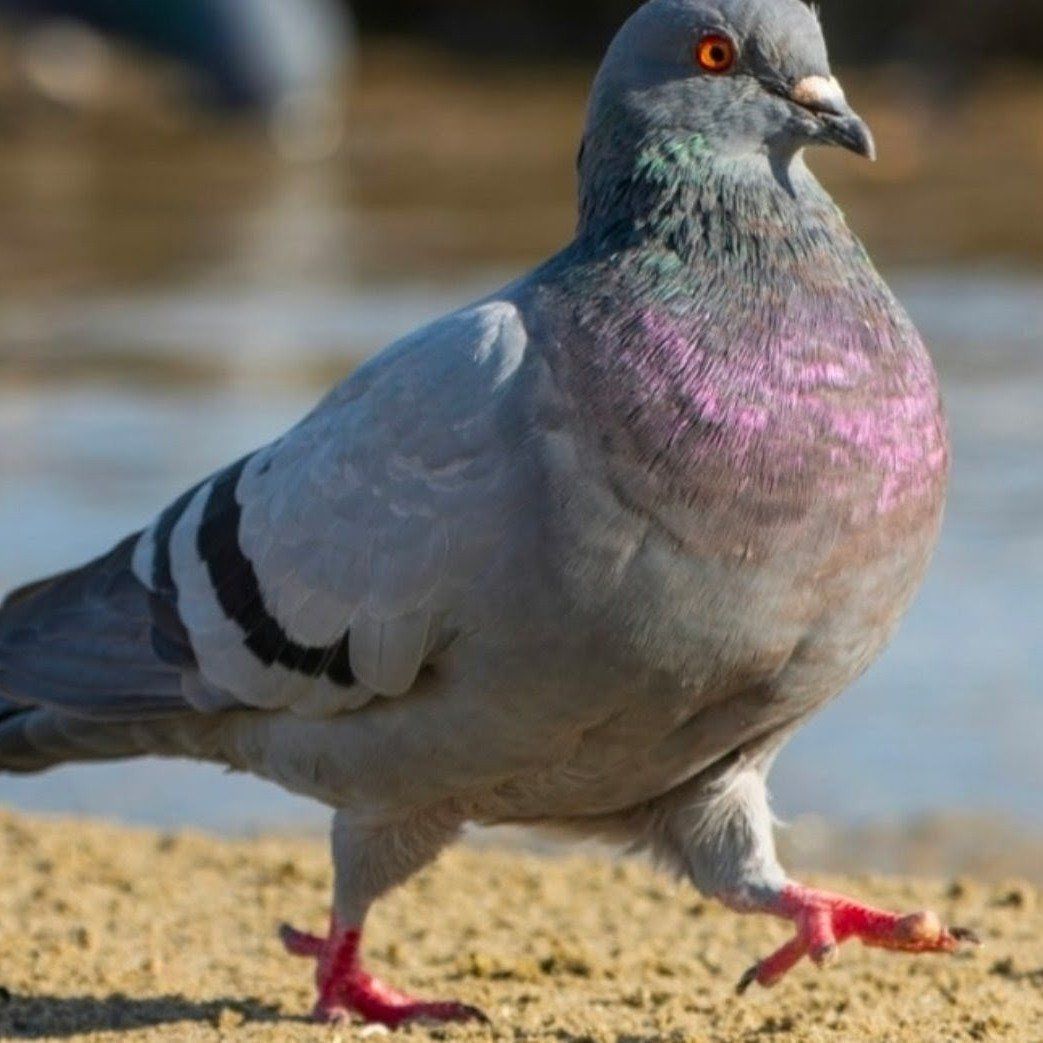 live Dog training Pigeons