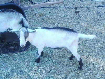 ADGA registerable Bucklings