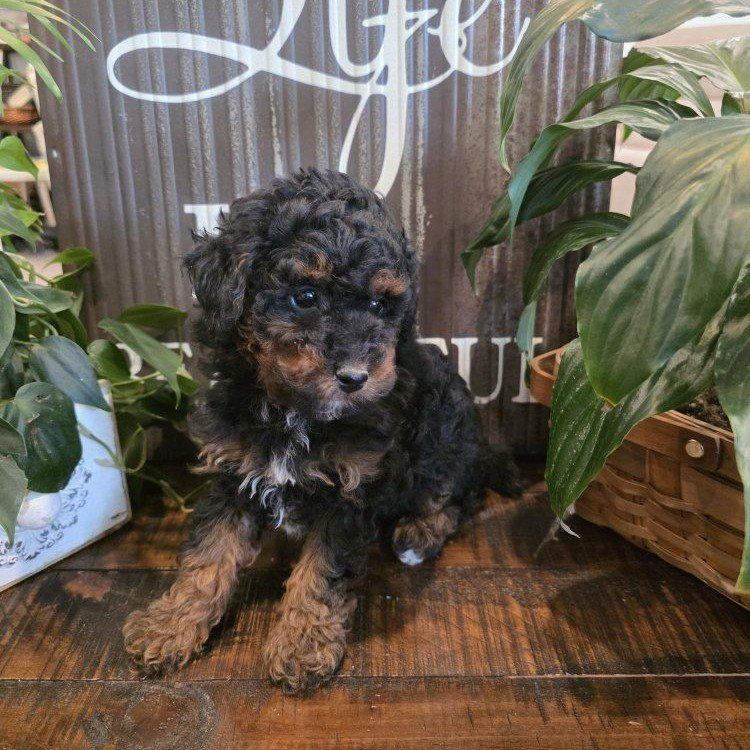 AKC Male Toy Poodle: Doodle. Bernedoodle