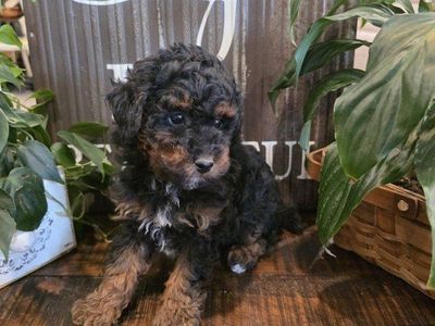 AKC Male Toy Poodle: Doodle. Bernedoodle