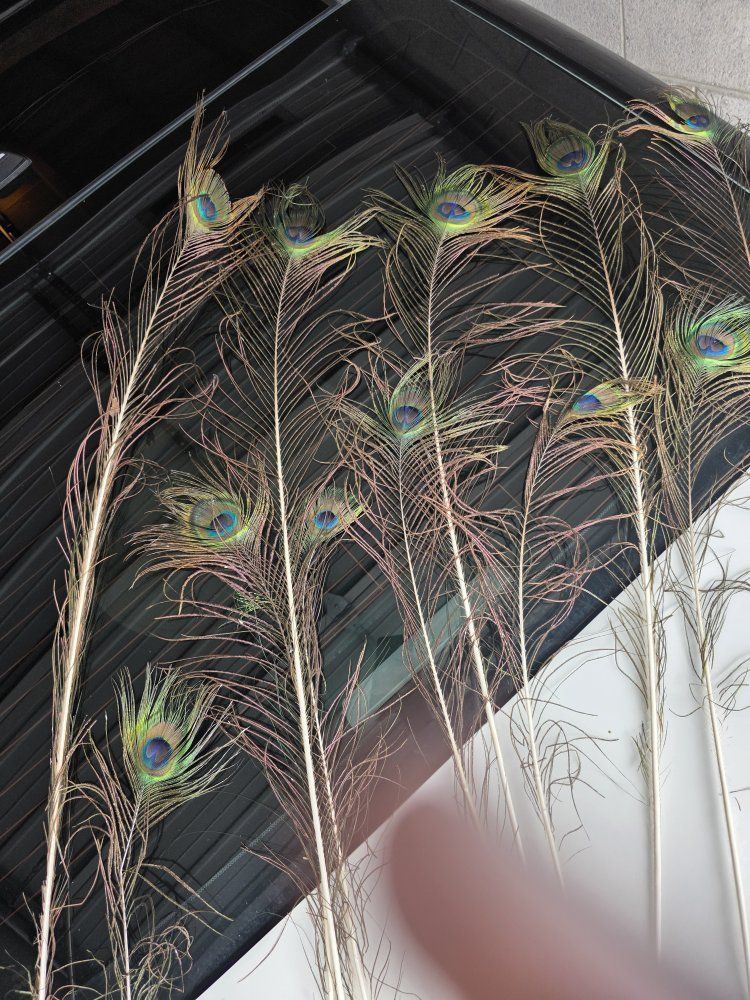 Natural Peacock Eye Feathers (11-Piece Set) - Vibrant Blue & Green Decor