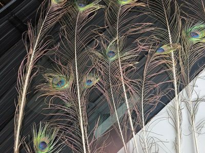 Natural Peacock Eye Feathers (11-Piece Set) - Vibrant Blue & Green Decor