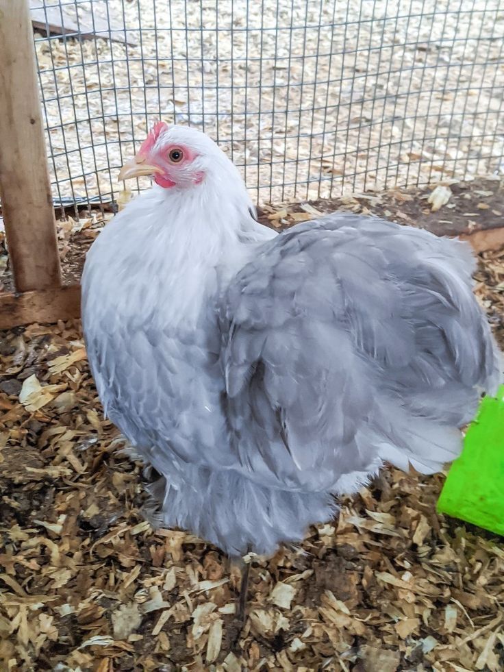 ISO Bobtail Cochins