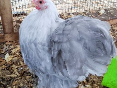 ISO Bobtail Cochins