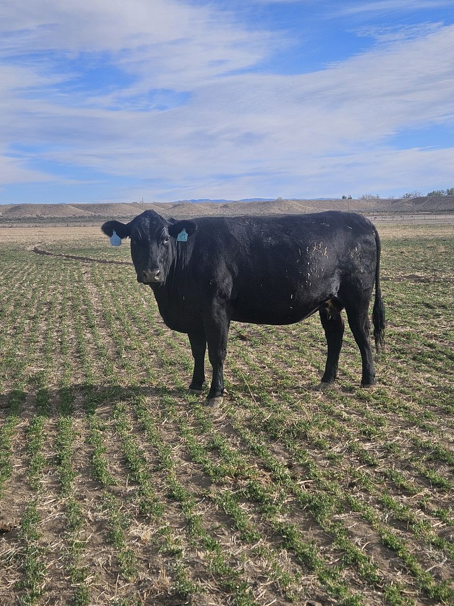 Older cow Soon To Calve
