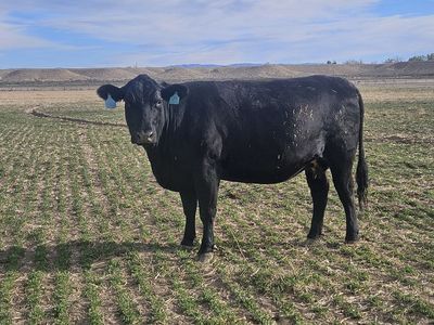 Older cow Soon To Calve