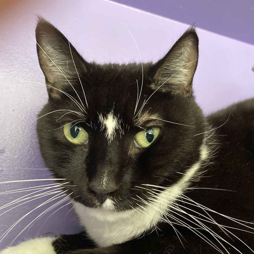 Hello my name is Brutus