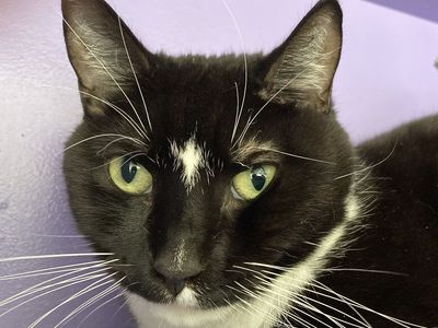 Hello my name is Brutus