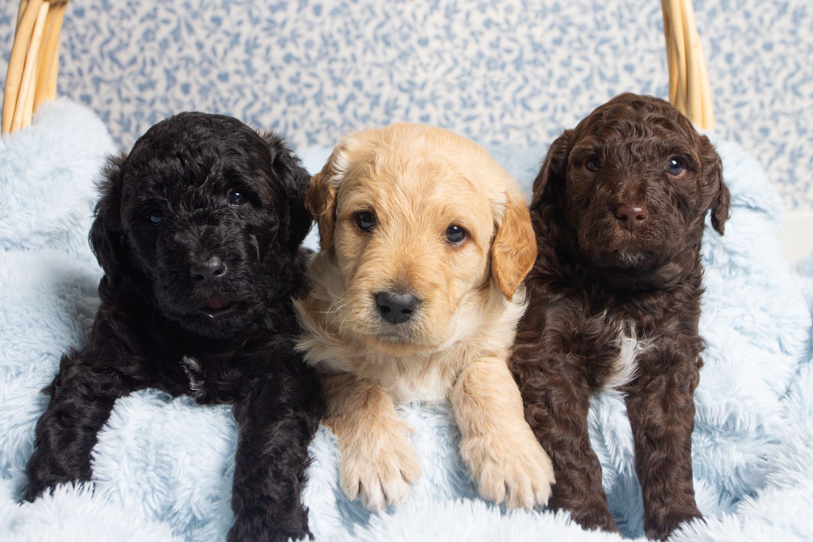 Double Doodle Puppies