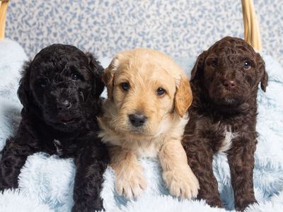 Double Doodle Puppies