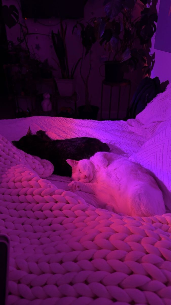 Loving cat needs a new home