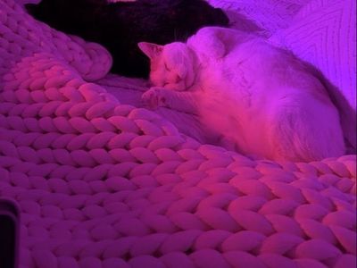 Loving cat needs a new home