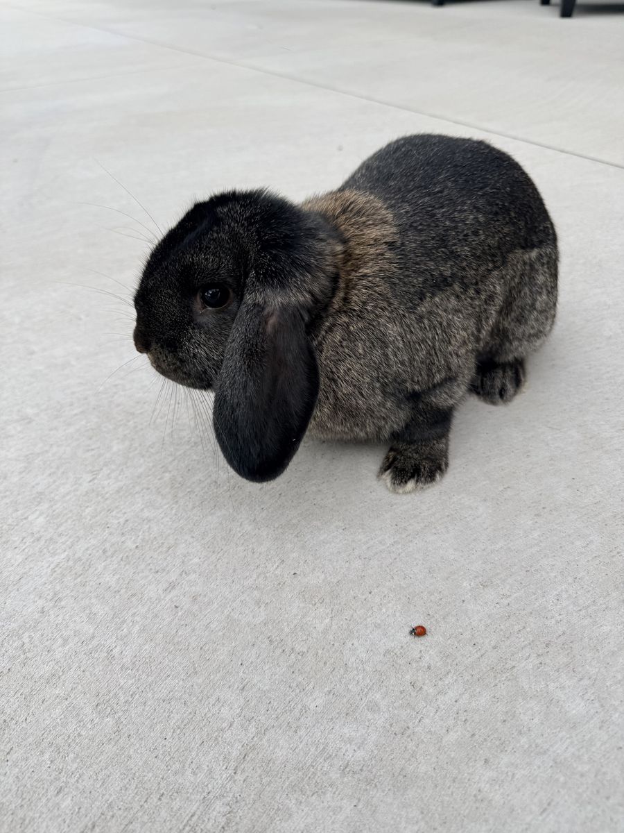 Holland Lop Bunnies