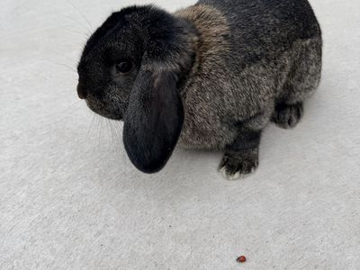 Holland Lop Bunnies