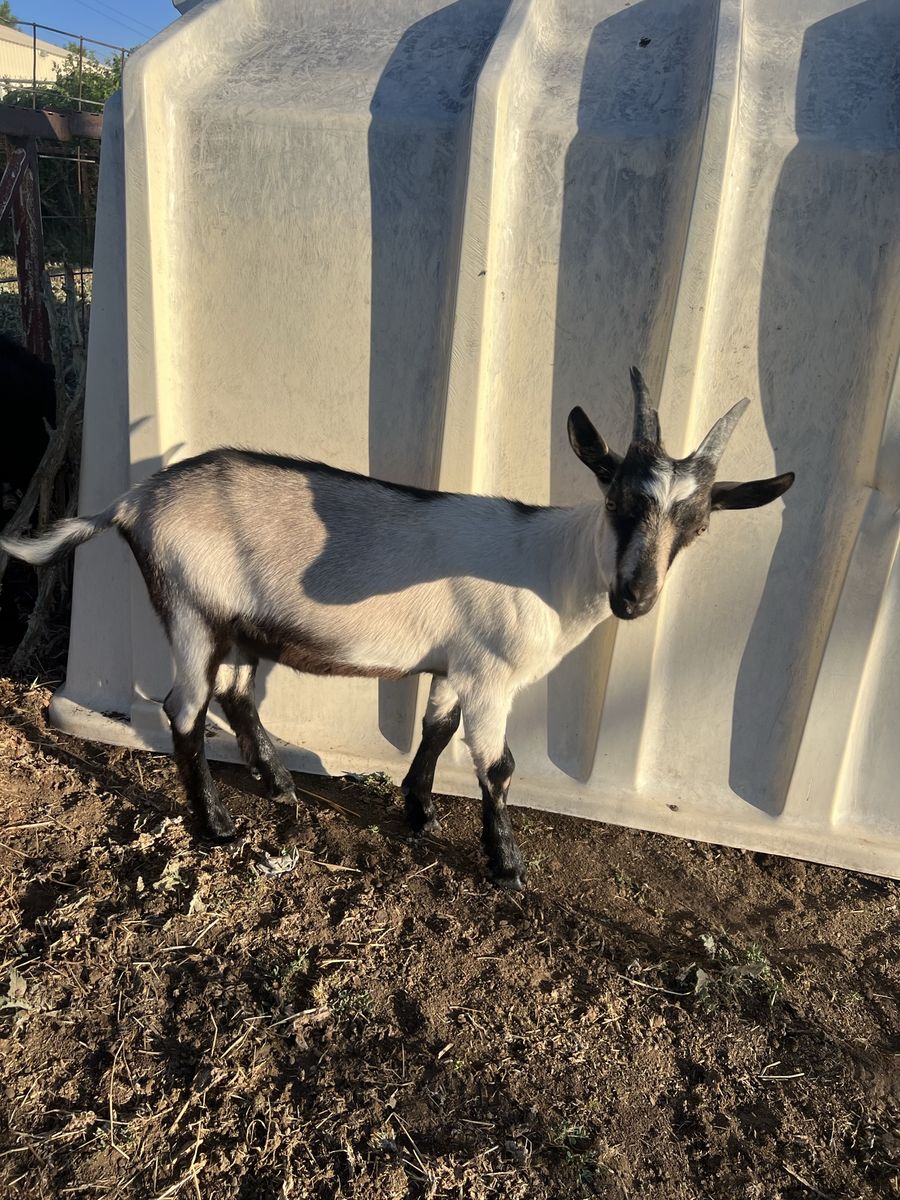 Alpine goats