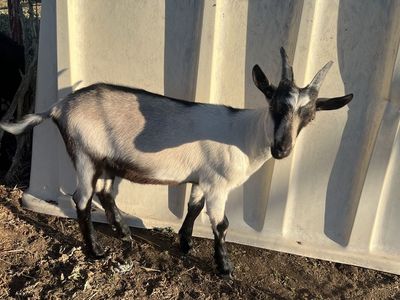 Alpine goats