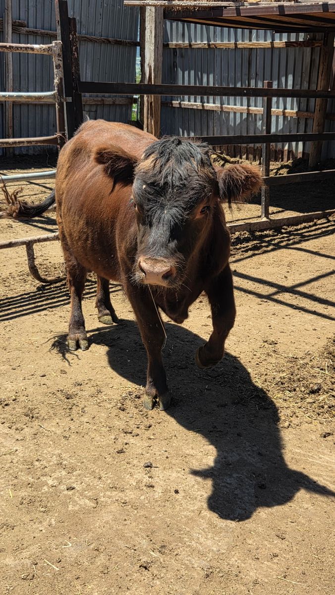 Mini Highlander bull for lease