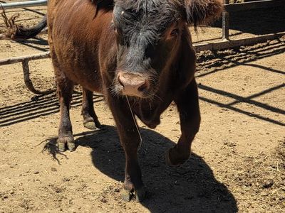 Mini Highlander bull for lease