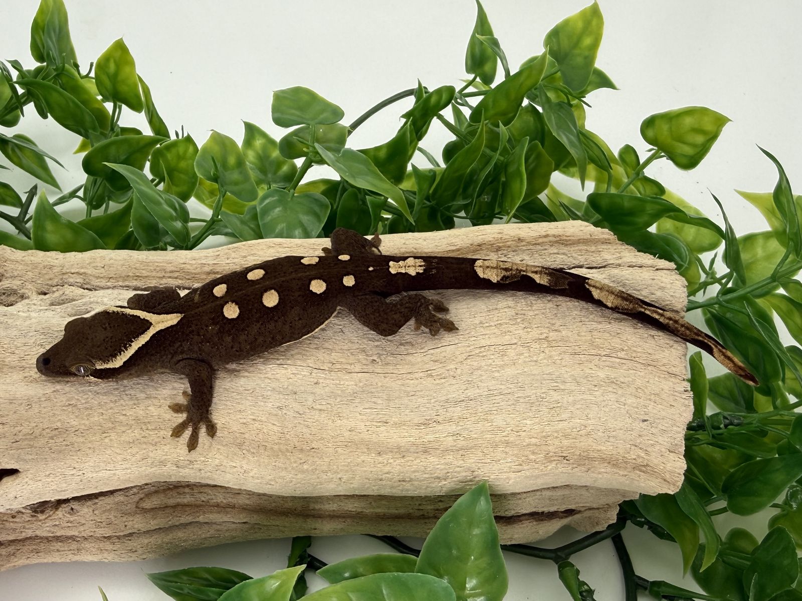 (3) Sarasinorum Gecko