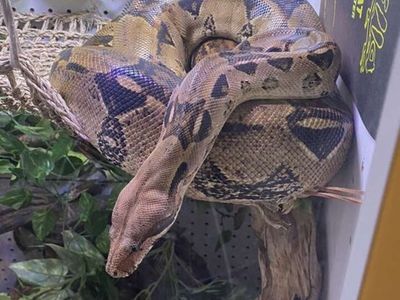Vary Large Female Boa