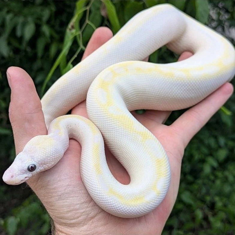 Gorgeous Female Bamboo Mojave Ball Python